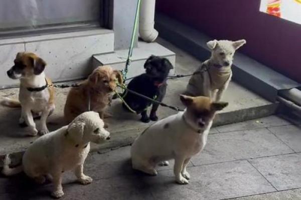 梦见一群小狗是什么意思 梦见一群小狗是什么意思