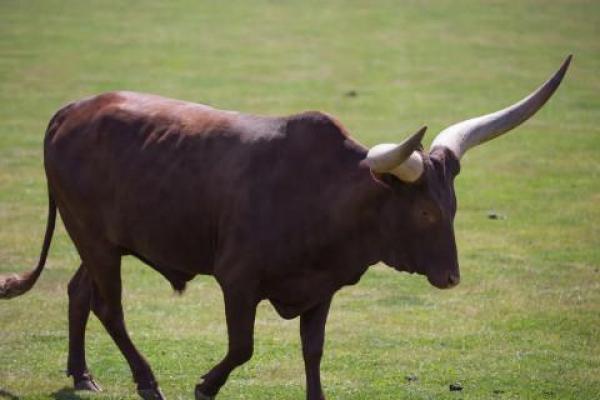 十面埋伏是什么生肖