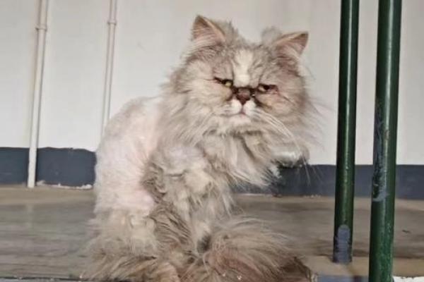 女人梦见猫咬手甩不掉