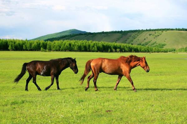 属马人三月出生的命运 属马3月出生 属马人三月出生的命运 属马3月出生