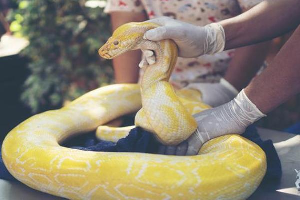 梦见地上好多蛇