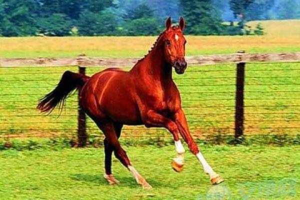 1990年属马的今年多大_90年属马2025年多大