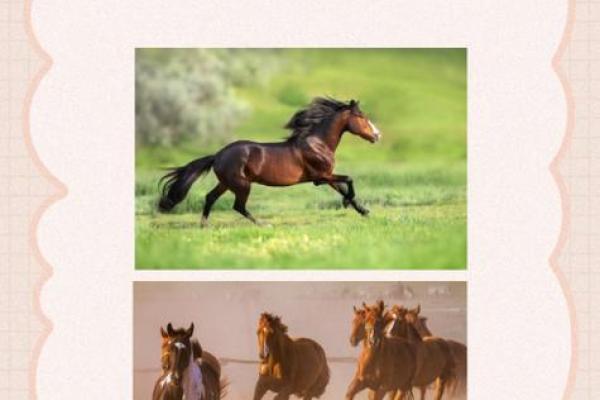 1966年属马人2025年运势详解全年运程完整解析 1966年属马人2025年运势详解全年运程完整解析