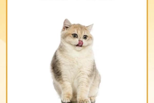 女人梦见猫咬手预兆