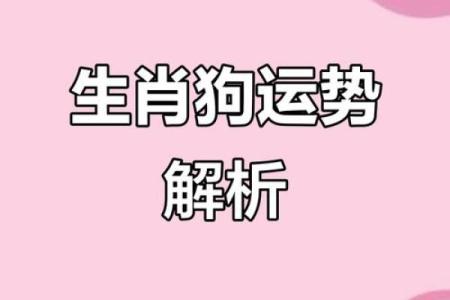 生肖狗2025年运势_2025年生肖狗运势详解事业财运爱情全解析