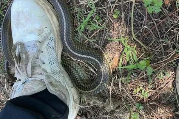 梦见被蛇咬了脚是什么征兆