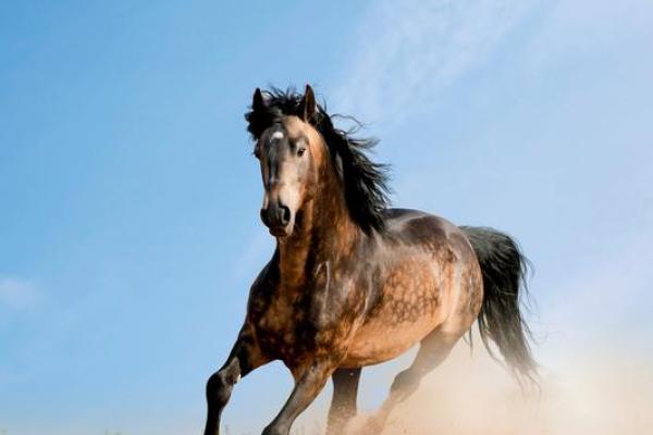 属马人今天财运如何 属马人今日财运解析财运亨通还是需谨慎投资 属马人今天财运如何 属马人今日财运解析财运亨通还是需谨慎投资