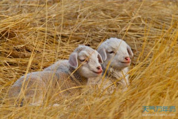 2003年属羊最佳结婚年龄 2003年属羊一生有几次婚姻