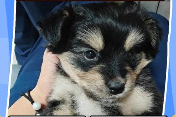 上午11点出生的属狗男孩怎么取名，用什么字好姓名