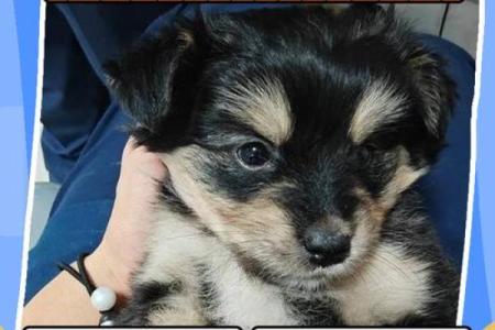 上午11点出生的属狗男孩怎么取名，用什么字好姓名